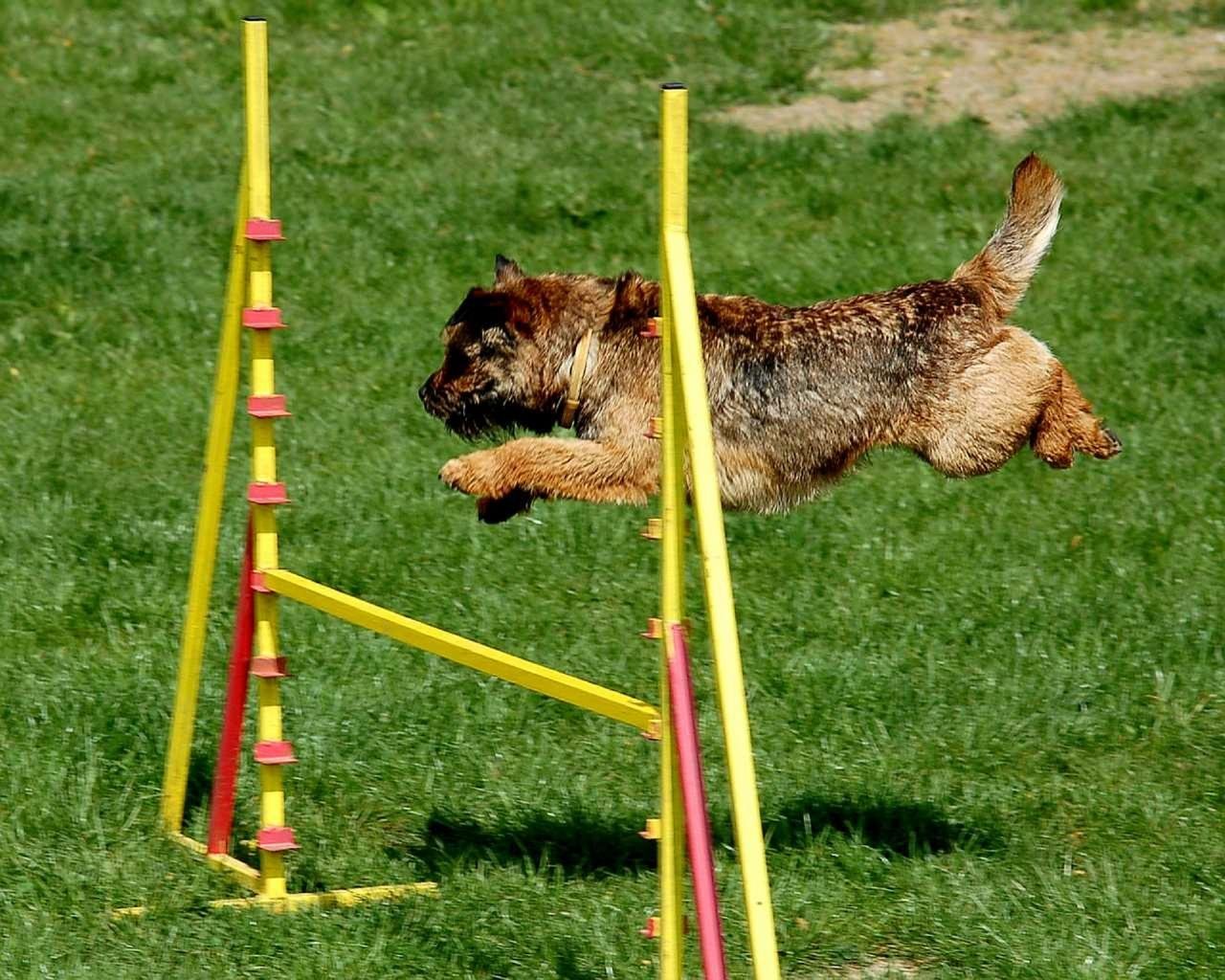 Are Border Terriers Hyper?